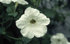 Petunia axillaris. Photograph by Sandra Knapp. Copyright © by Sandra Knapp, provided under the Creative Commons licence