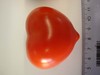 Tomato fruit of an SlARF7 silenced plant