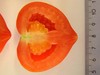 Transverse section from an SlARF7 silenced tomato