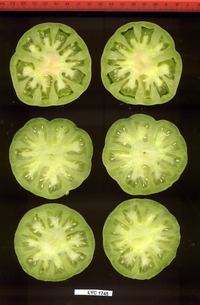 LYC1745_xs.jpg