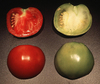 Mutant ripening phenotype (right)