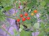 Solanum pimpinellifolium. Photograph by Sandra Knapp. Copyright © by Sandra Knapp, provided under the Creative Commons licence