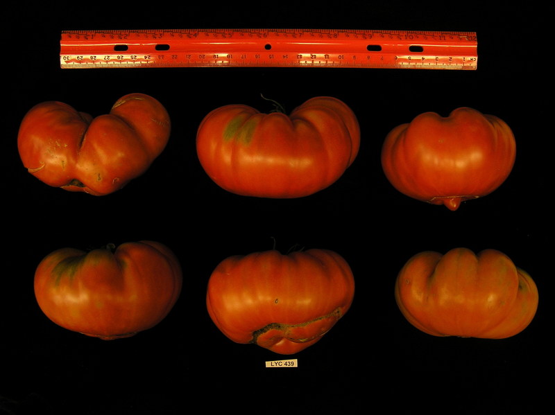 LYC439_overview.jpg