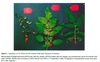 Symptoms of fenthion sensitivity caused by expression of the Fen gene in tomato