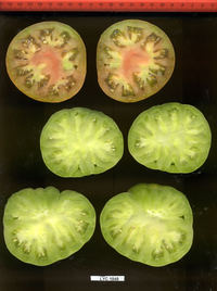 LYC1848_xs.jpg