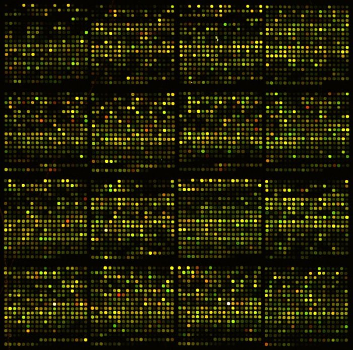 Figure 1 - Hot pepper 5K cDNA microarray image
