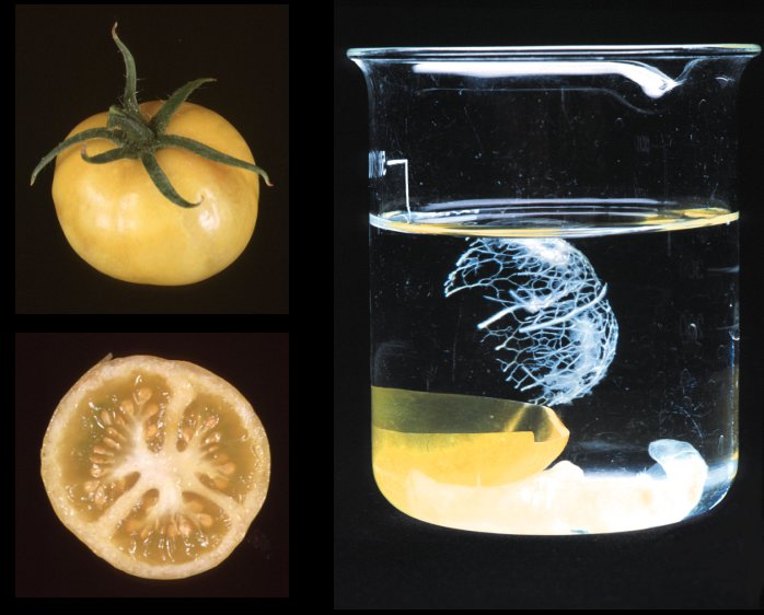 Colourless non-ripening