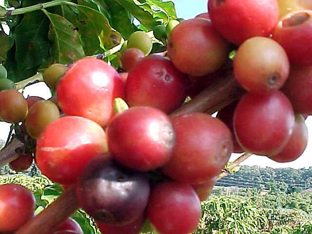 Coffea arabica cultivars exhibiting red fruits