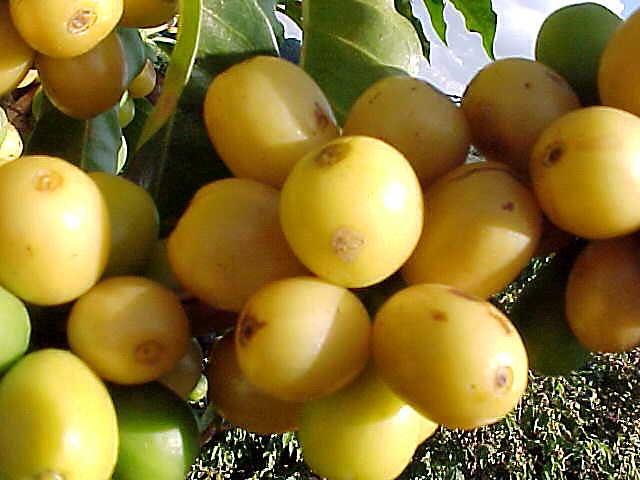 Coffea arabica cultivars exhibiting yellow fruits
