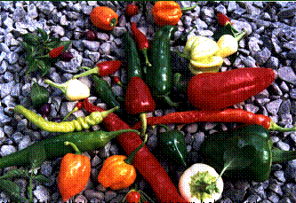 Different species and varieties of pepper