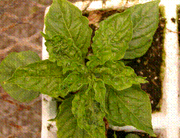 Uninfected pepper plant