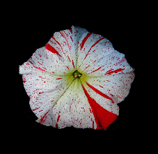 Transposon line W138